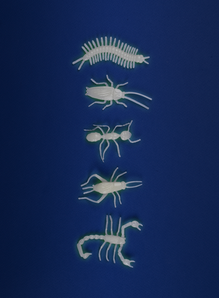5 insectes phosphorescents